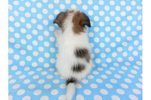 成約済の千葉県のパピヨン-103010の5枚目